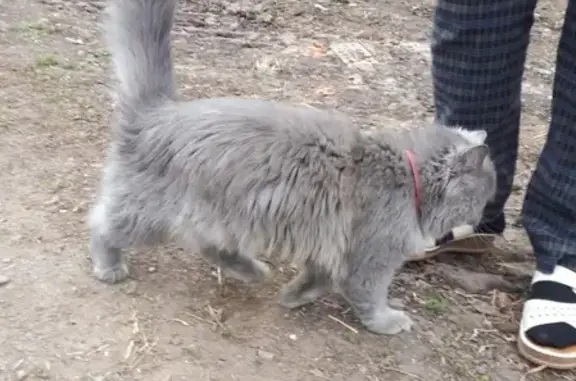 Найден кот в Горново, Башкортостан