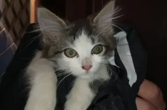Найдена пушистая кошка в Симферополе, ищу хозяев