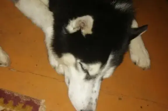 Найдена собака хаски на Южно-Моравской улице