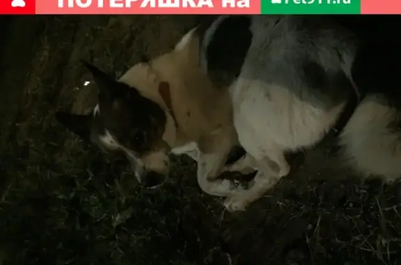 Найдена собака на Павловском тракте, Барнаул