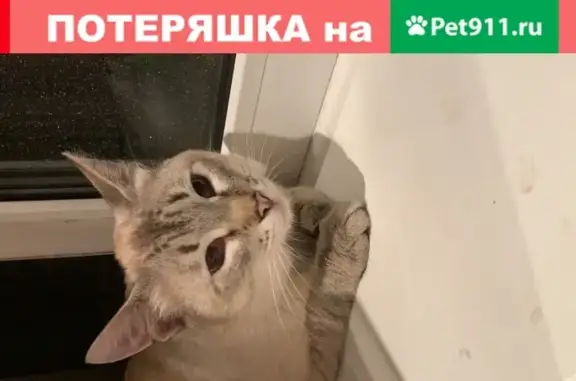 Найден кот у Перово Молл, Утренняя ул. 22к2