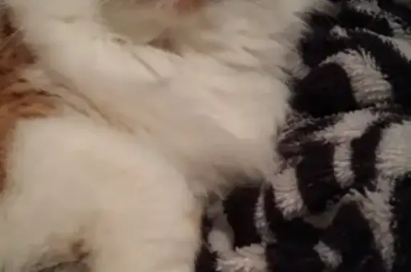 Кошки потеряшки, Владивосток, фото: Потеряшка кошка Лелик на Уткинской 32, вознаграждение 10 т. р.