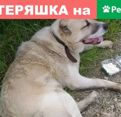Найдена грустная собака в поселке Рябинка-3, Московская область