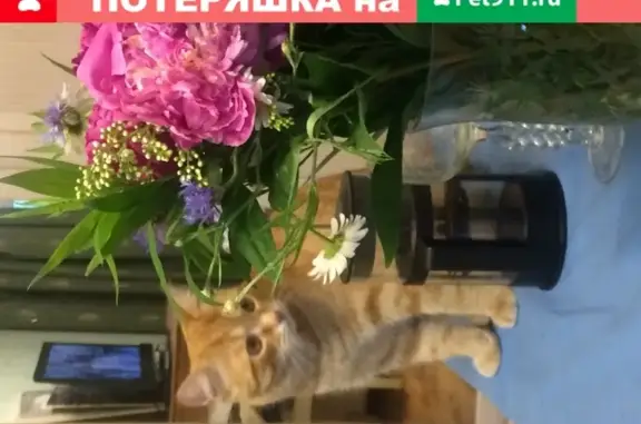 Пропал рыжий кот в Оренбурге