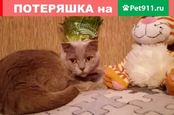 Пропала кошка Мелисса в Москве, Выхино, Вешняковская улица, 22к2