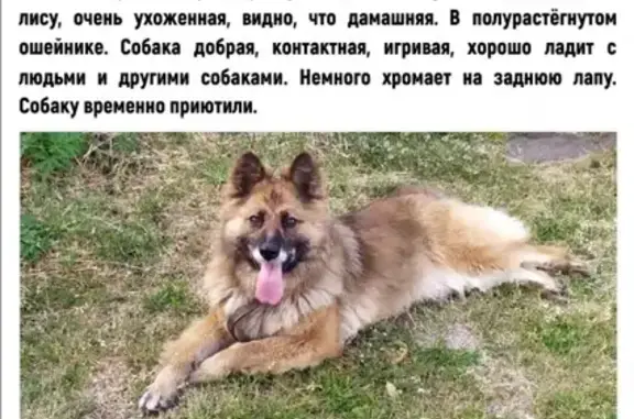 Собака найдена в поселке Хрустальная, ищем хозяев!