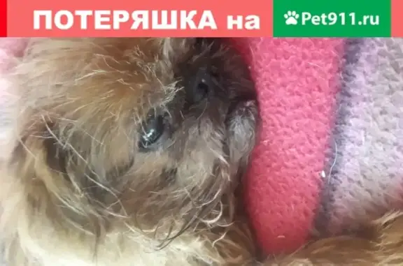 Собака найдена в СНТ Нектар, Московская обл.