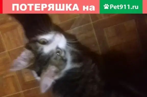 Найдена кошка в Астрахани в плохом состоянии