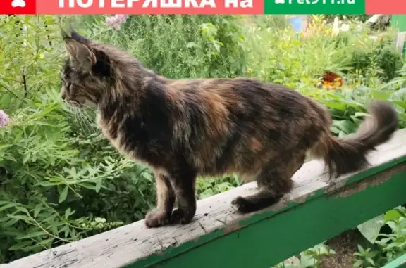 Мейн-Кун кошка найдена в Томске, Озёрный переулок, 14