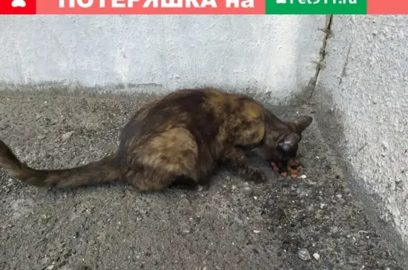 Найдена беременная кошка в Ленинском суде на ул. Невского, 7а