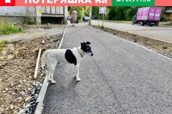 Потерян щенок с ошейником на Эльмаше, Екатеринбург