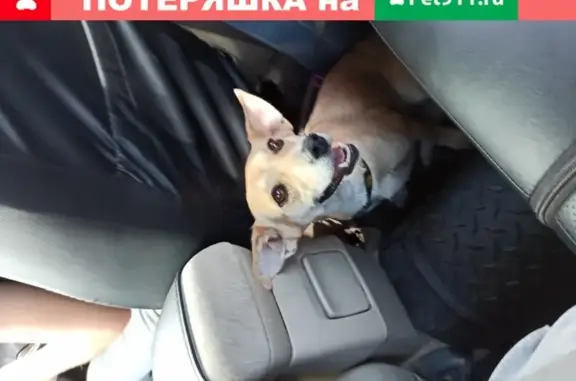 Пропала собака Жужа на бульваре Космонавтов