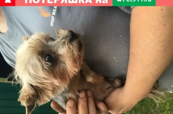 Собака Йорк найдена в Дмитровском р-не МО.