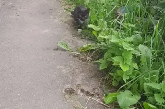Найдена кошка в Иваново, 23-я линия