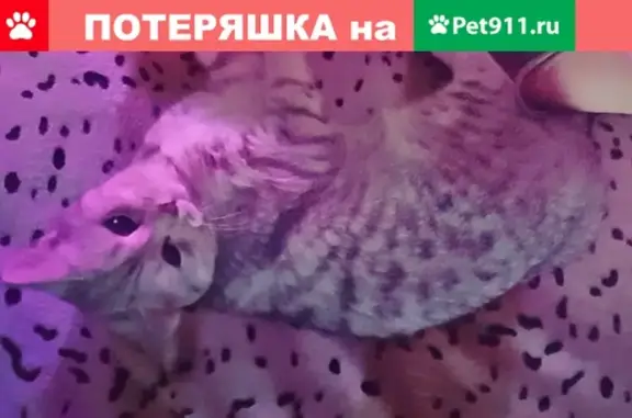 Пропала кошка на улице Академика Бочвара, 15 в Москве.