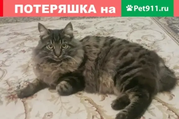 Пропала кошка в Ейске: зеленый ошейник, короткий хвост
