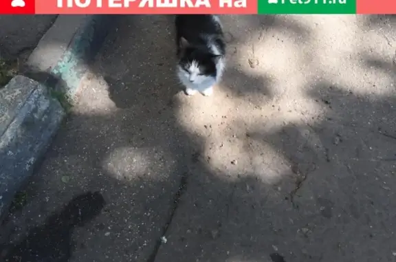 Найдена домашняя кошка на ул. Героев Панфиловцев, д. 22