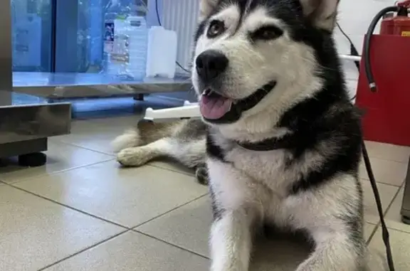 Найдена собака Хаски в Московском районе - 8-909-909-48-83