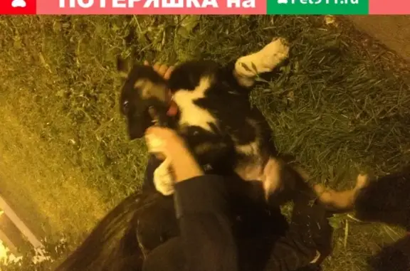Найдена собака с ошейником в Парке Горького, Казань
