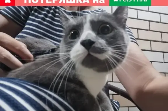 Найден котик на улице Крылова, дом 15к3