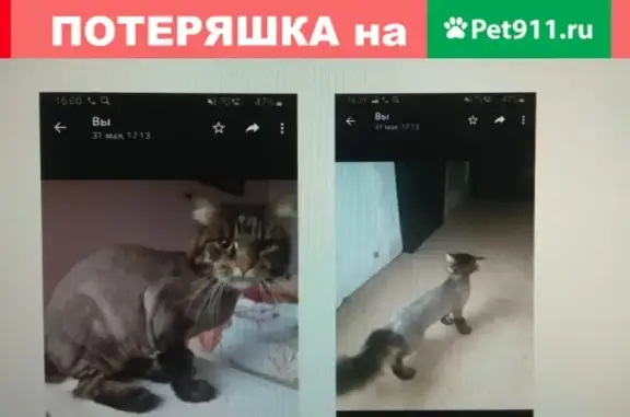 Пропала кошка в Лианозовском парке Москвы, тел. 89858788621