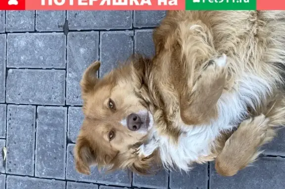 Пропала собака Бос в районе ТЦ XL, Казань