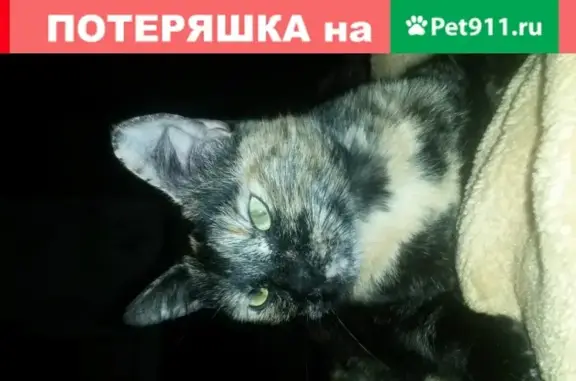 Пропала кошка Соня: ул. Радищева, 66 (Мурманск)