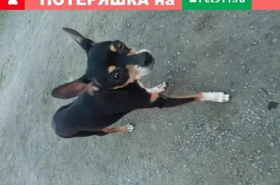 Собака с сломанной ногой найдена в деревне Акбашева, Челябинская область
