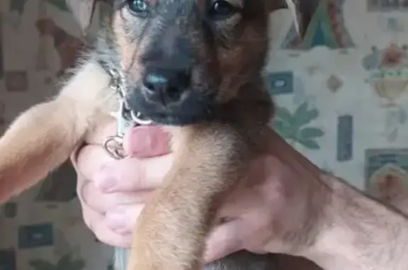 Собака с ошейником найдена в Нижнем Тагиле, ул. Ильича