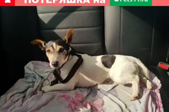 Найдена собака в Чеховском районе