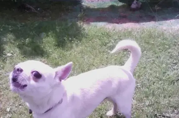 Найдена собака породы чихуахуа в Раменском городском округе