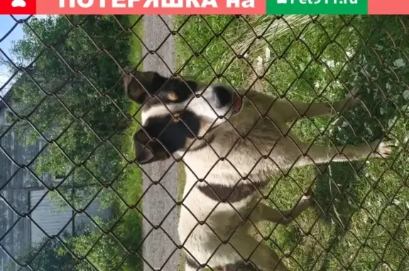 Собака пропала в СНТ Арбат-1, Истринский район, с желтой меткой в ухе.