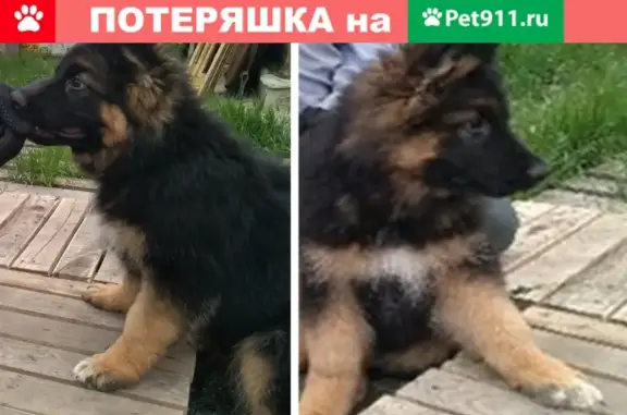 Пропала собака Грей в Сухомесово, Челябинск.
