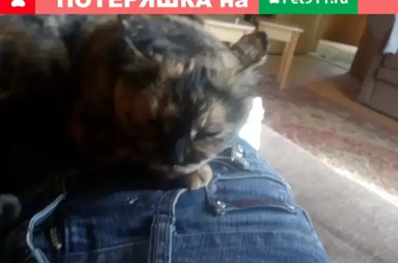 Пропала кошка Масяня, СНТ Строитель, Ростовская область