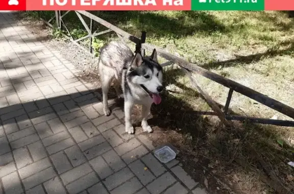 Собака Хаски найдена в Щербинках у магазина Строймастер