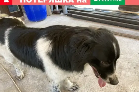 Собака найдена в Рамонском районе, Чертовице.
