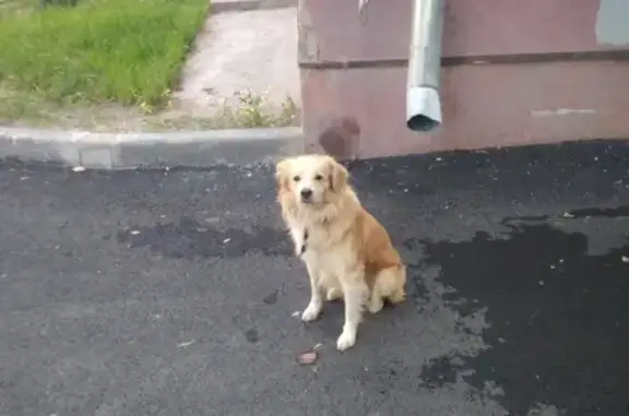 Собака найдена на улице Лядова, 9.
