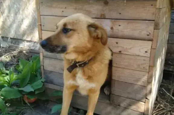 Собаки потеряшки, Нижний Новгород, фото: Потеряшка собака Дружок с ул. Полярной