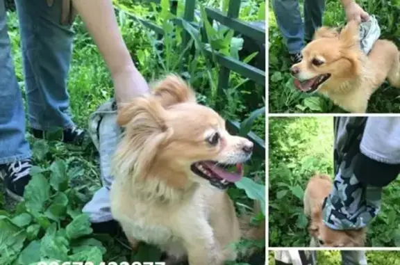 Найдена собака на Коптевском б-р 18 а, ищут хозяев.