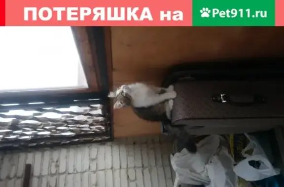 Пропала кошка Дося в Новочеркасске