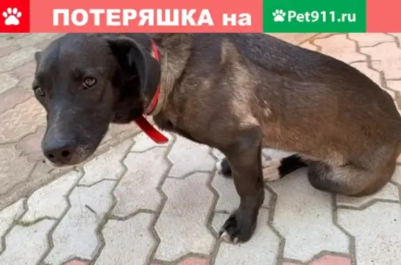 Собака найдена в СНТ Восход, Ногинск, Московская область.