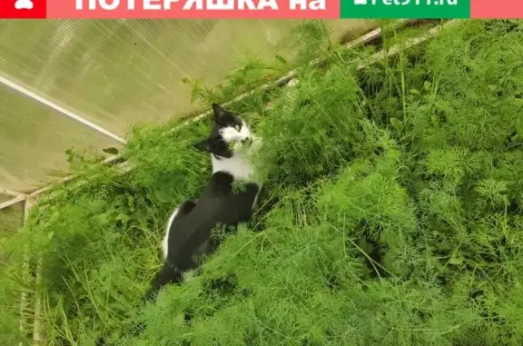 Пропала черно-белая кошка в Красногорске, пос. Новый.