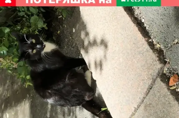 Найдена кошка на ул. Харченко, д. 12 в СПб
