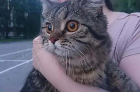 Найдена домашняя кошка в Н. Новгороде