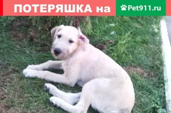 Найдена собака Малышка возрастом 4 месяца в Краснодаре