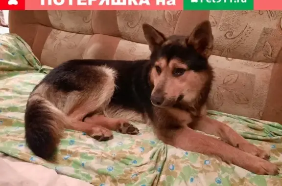 Собаки потеряшки, Егорьевск, фото: Потеряшка кобель метис хаски и немецкой овчарки в Егорьевске, помогите найти!