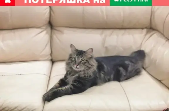 Пропала кошка на пр. Героев-Североморцев, откликается на Гром (Мурманск)