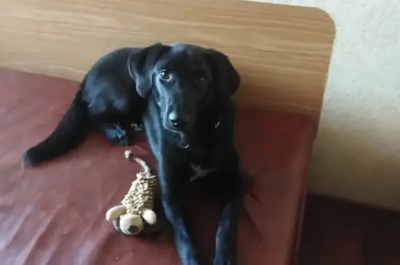Пропала собака Джесси в Москве, вознаграждение гарантировано