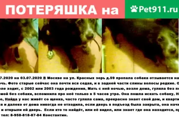 Пропала собака на ул. Красных зорь, Москва, рост ниже среднего, окрас - седая морда и чёрная спина с сединой.