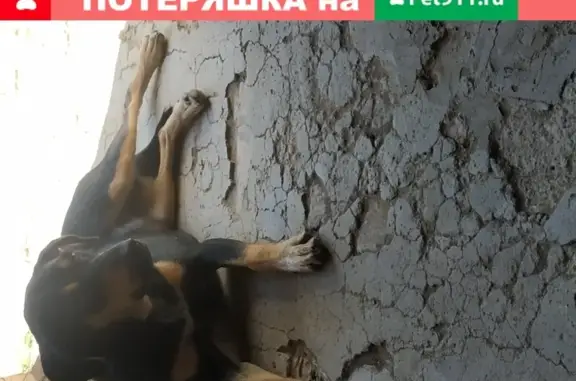 Найдена собака в Астрахани на Агрономической улице